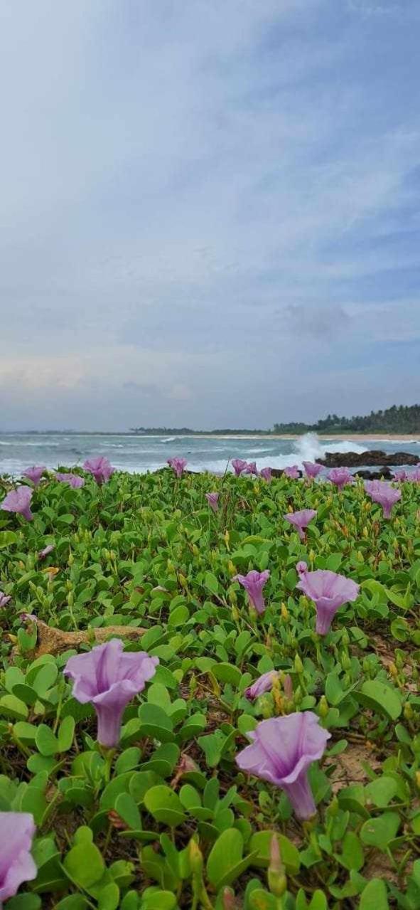 Coconut Tree Hill Rekawa Bed & Breakfast Tangalle Exterior foto